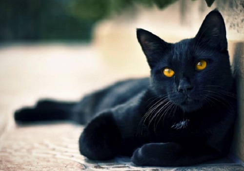 Mơ thấy mèo đen là điềm lành hay dữ? Đánh đề con nào dễ trúng?