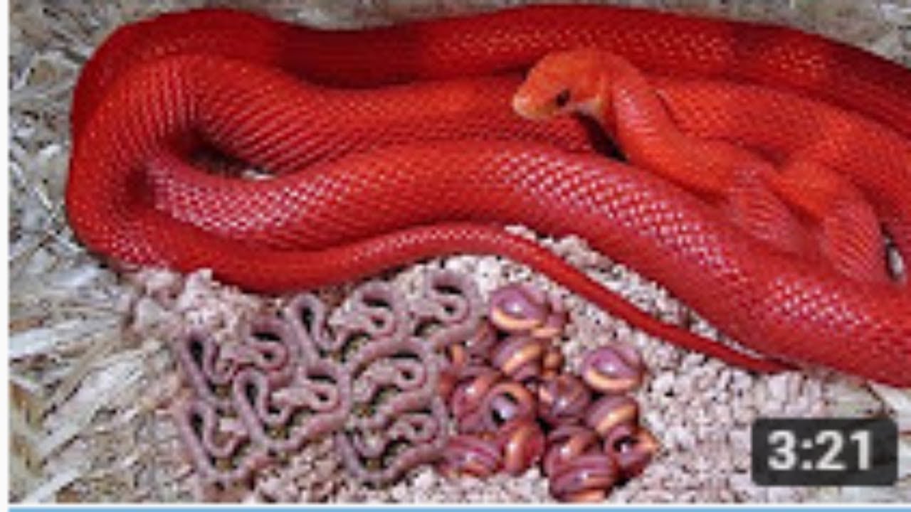 Số của con rắn màu đỏ là gì? Nằm mơ thấy rắn đỏ đánh con gì? điềm báo gì?